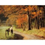 Autumn's Morning Light