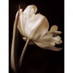 Champagne Tulip I