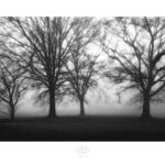 Fog Tree Study IV