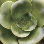 Echeveria II