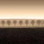Dappled Morning Fields