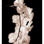 Orchid Dance I