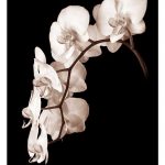 Orchid Dance II