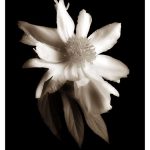 Portrait in White II