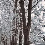 A Walk To Remember II