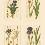 Miniature Botanicals I