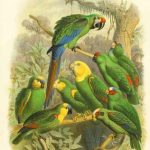 Cassel Tropical Birds I