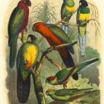 Cassel Tropical Birds II