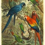 Cassel Tropical Birds III