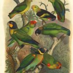 Cassel Tropical Birds IV