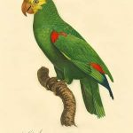 Barraband Parrot, PL 86