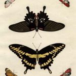 Butterfly Melage III