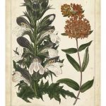 Non-Embellish Enchanted Garden IV