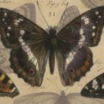 Bold Butterfly Panel II