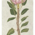 Non-Embellished Protea II