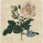 Embellished Frankfort Rose