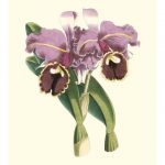 Magnificent Orchid II