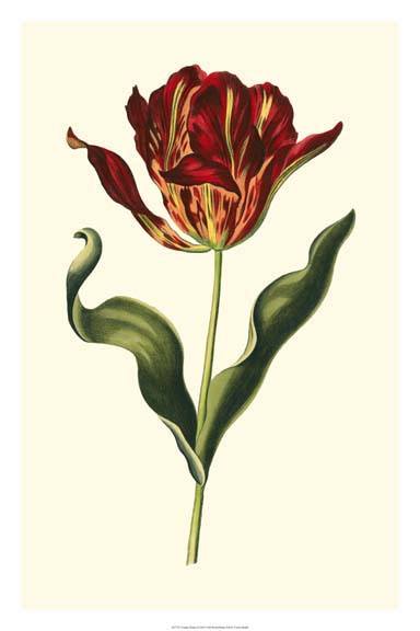 Vintage Tulips II - Patrick Allen Fine Art