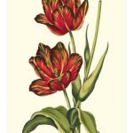 Vintage Tulips V