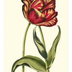 Vintage Tulips VI