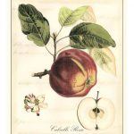 Tuscan Fruits I
