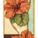 Peacock Hibiscus III