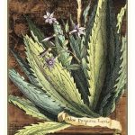 Graphic Aloe II