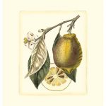 French Lemon Study II