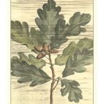 Weathered Oak Leaves I
