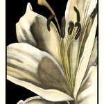 Graphic Lily III
