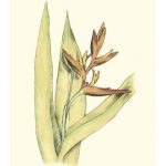Elegant Tropics V