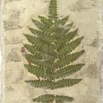 Fern Fresco IV