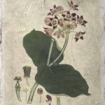 Aubergine Florals III