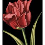 Vibrant Tulips IV