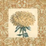 Chrysanthemum Study II