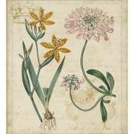 Botanical Repertoire I