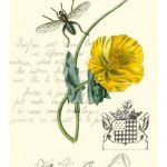 Naturalist's Montage VI