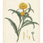 Splendors of Botany I