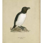 Antique Penguin I