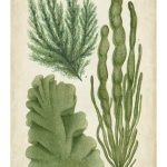 Seaweed Specimen in Green I