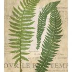 Fern Folio III