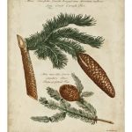 Antique Conifers III