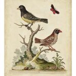 Edwards Bird Pairs I