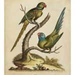 Edwards Parrots V