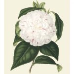 Antique Camellia I