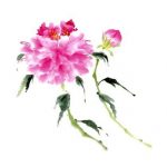 Peonies in Pink IV
