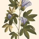 Lavender Floral II