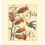 Hummingbird Reverie II