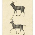 Vintage Deer II