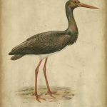 Vintage Heron I